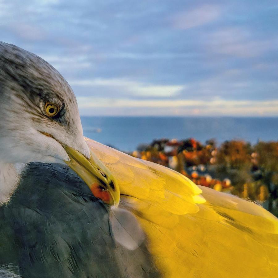 Pokoje Przy Plazy Z Widokiem Na Morze Daire Sopot Dış mekan fotoğraf