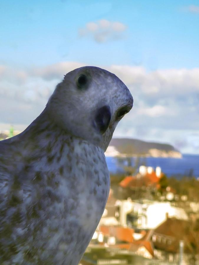 Pokoje Przy Plazy Z Widokiem Na Morze Daire Sopot Dış mekan fotoğraf